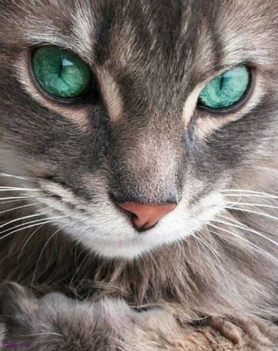 Глаза кот бласл