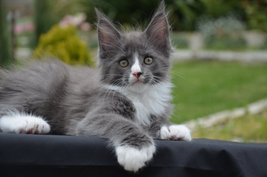 Кот полидакт Мейн кун