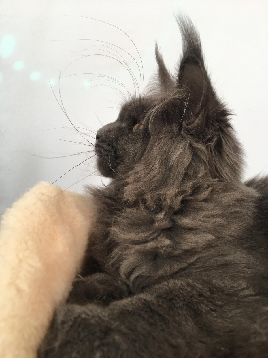 Коты Мейн кун 6 лапы