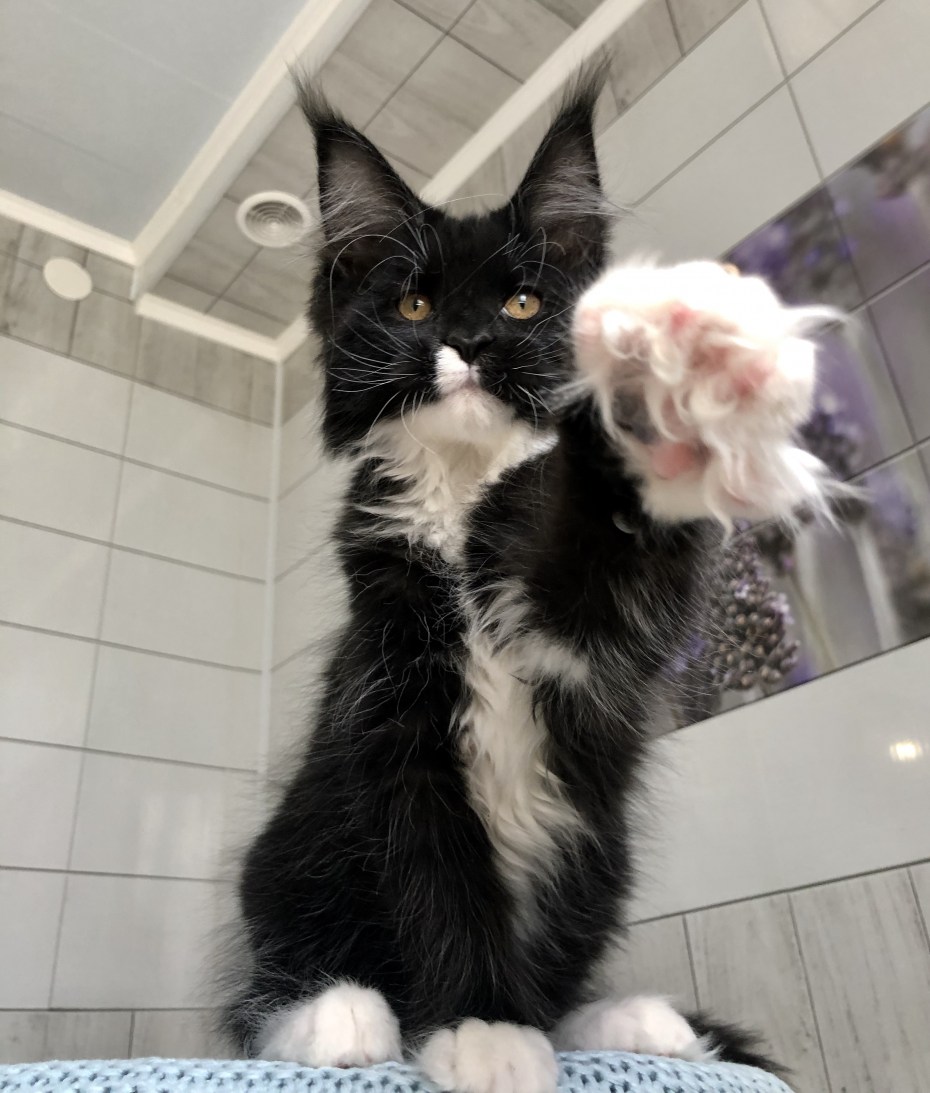 Коты Мейн кун 6 лапы