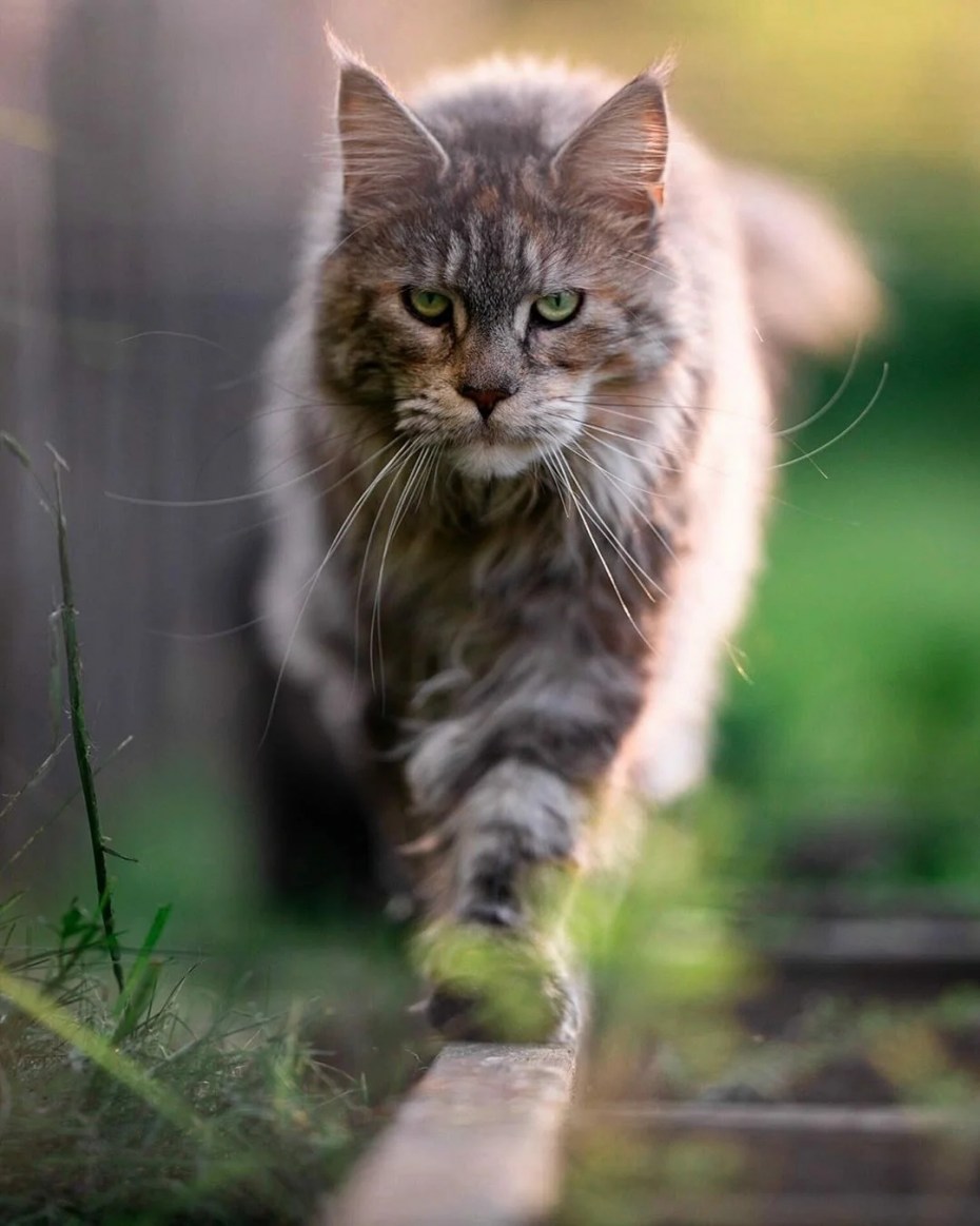 Лапы у Мейн кунов котят