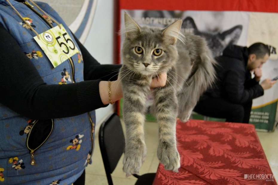 Мейн кун с 5 пальцами