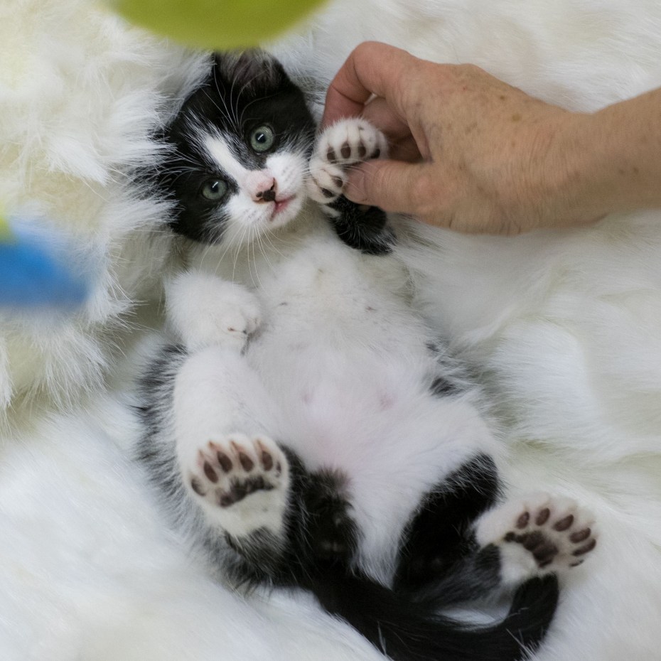 Кот Хемингуэя Шестипалый