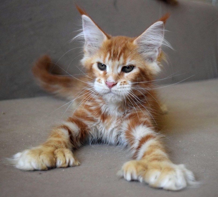 Кот полидакт Мейн кун