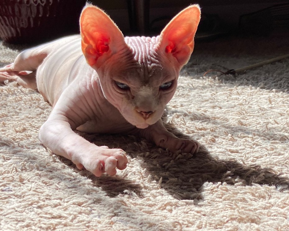 Дальневосточный сфинкс кот