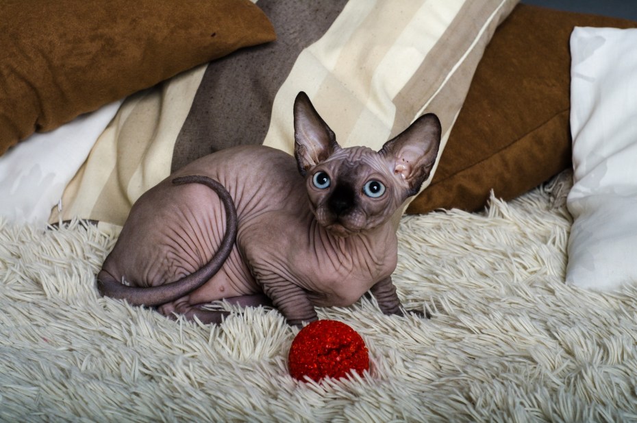 Домик для лысого кота
