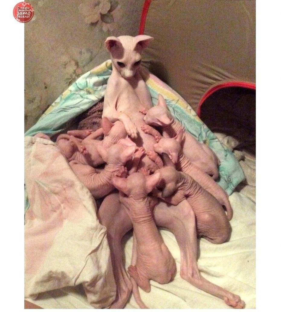 Беременные лысые кошки