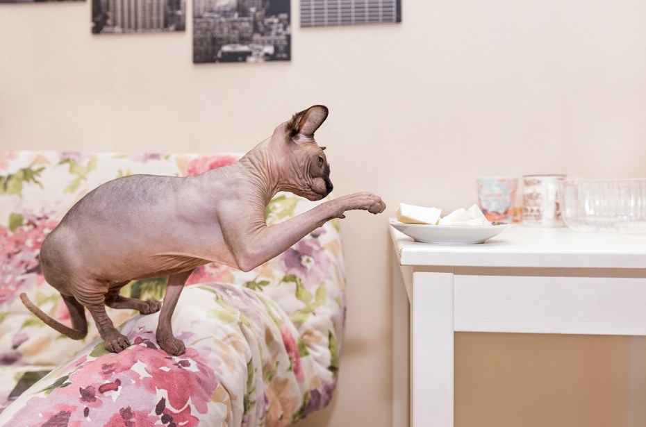 Кошка сфинкс тянется