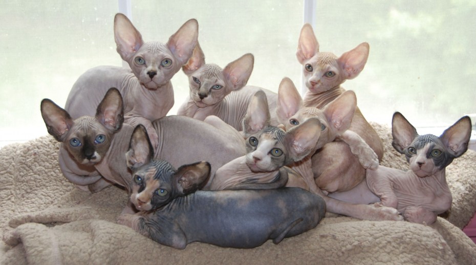 Дальневосточный сфинкс кот