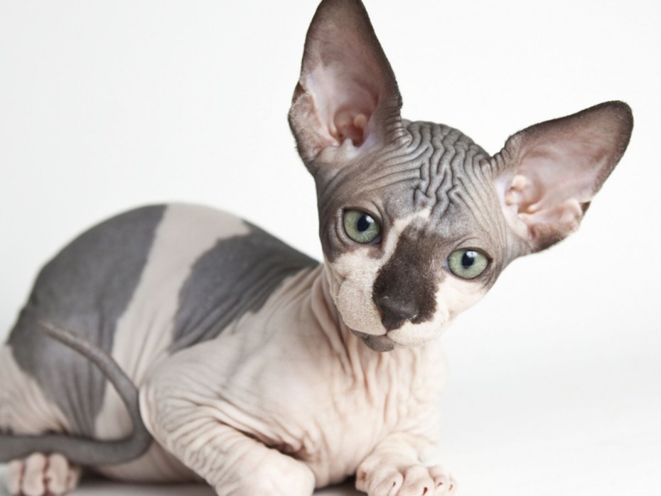 Королевский сфинкс кошка
