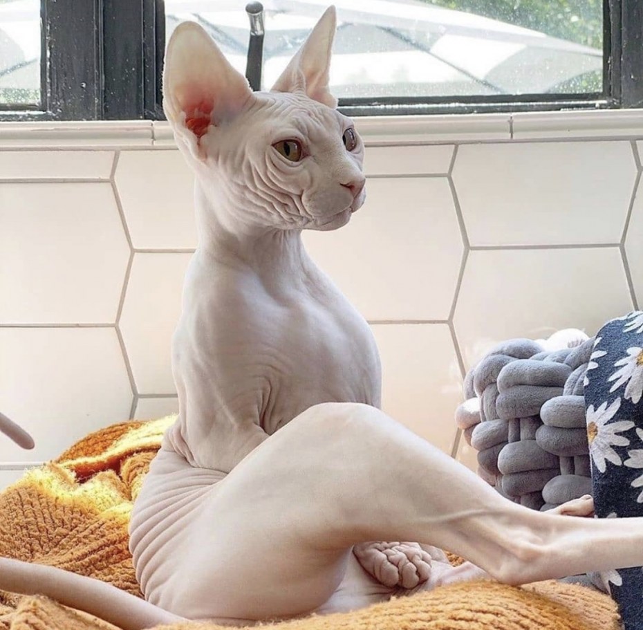 Кот сфинкс ест
