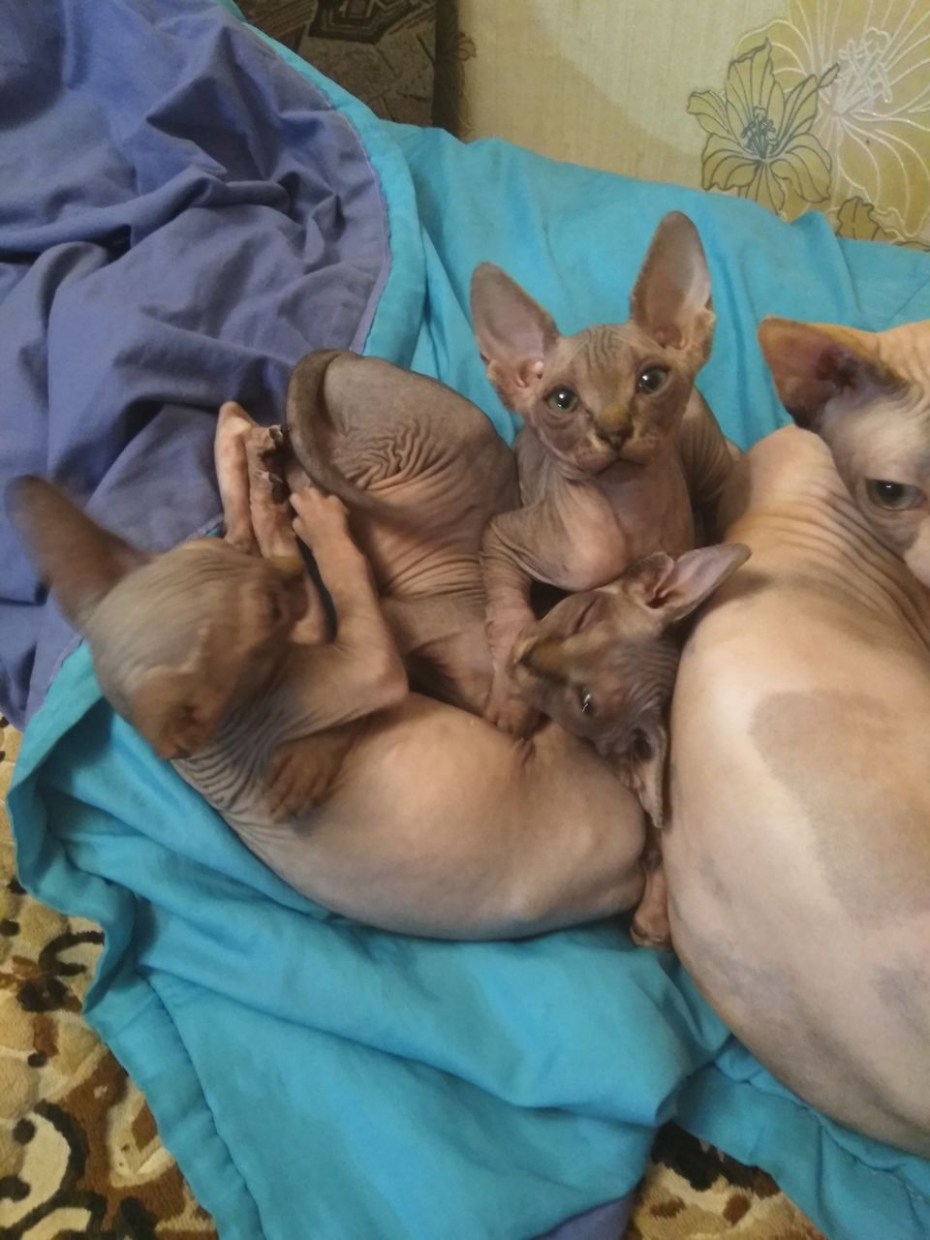Кот ест яблоко