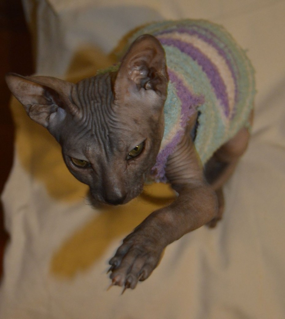 Sphinx Cat from Series friends