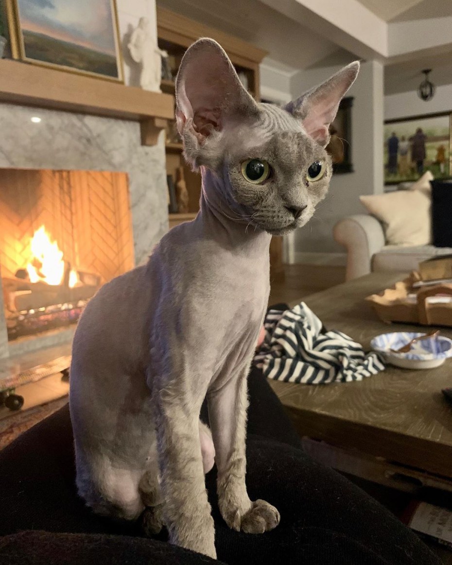 Кошка сфинкс г