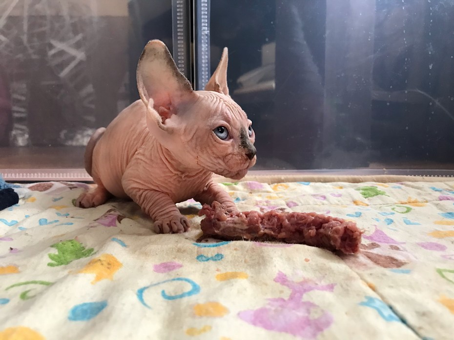 Сфинкс кошка