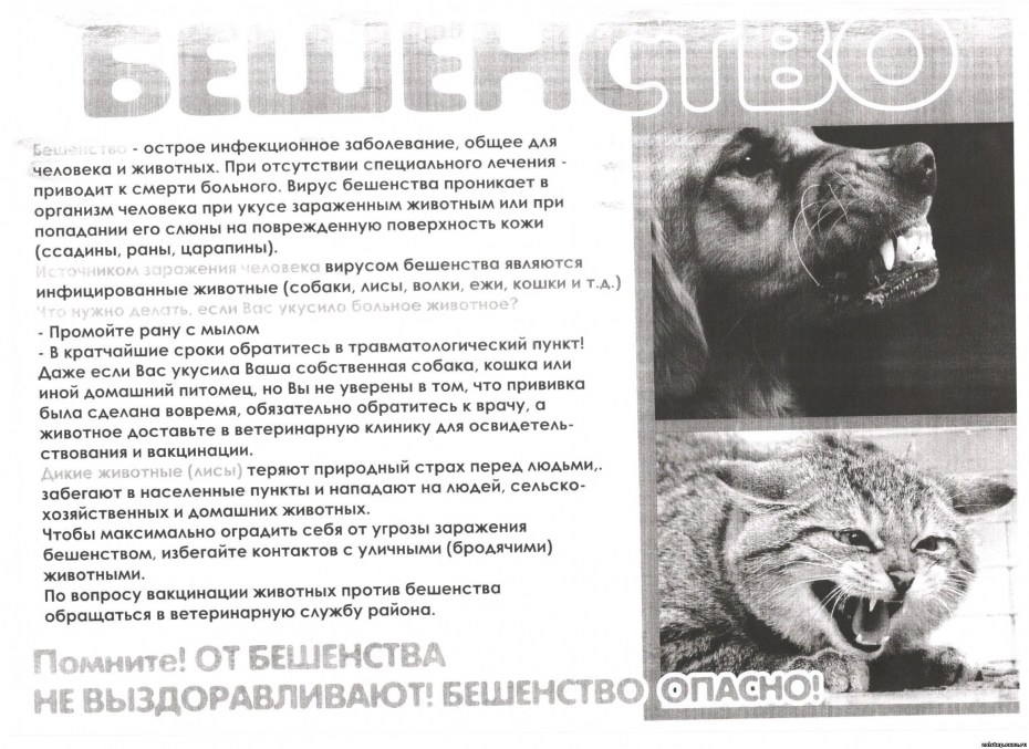 Новообразования у собак