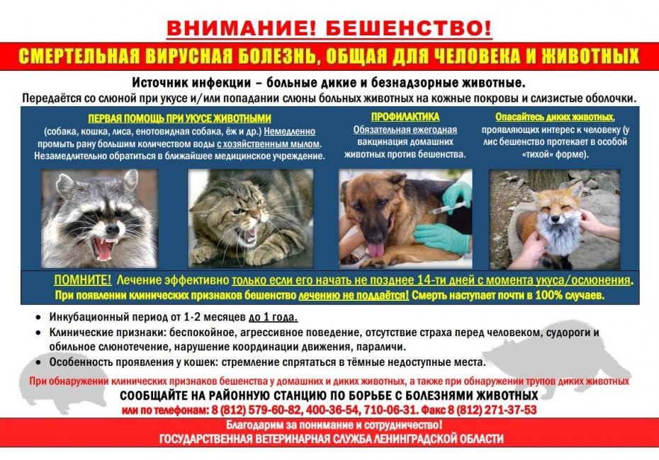 Кожные заболевания у кошек