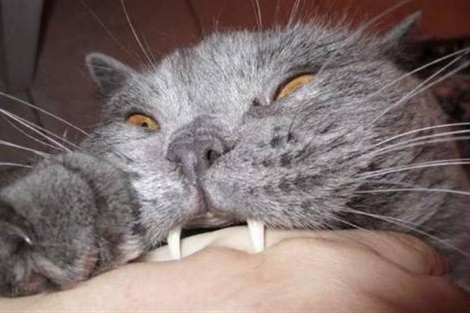 Котики кусаются