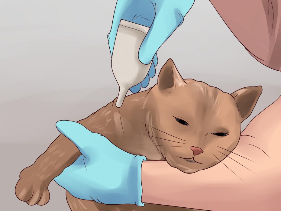 Блог о собаках