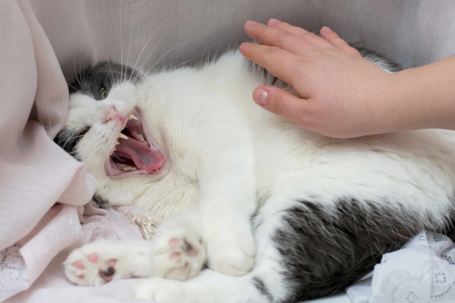 Кошка кусает