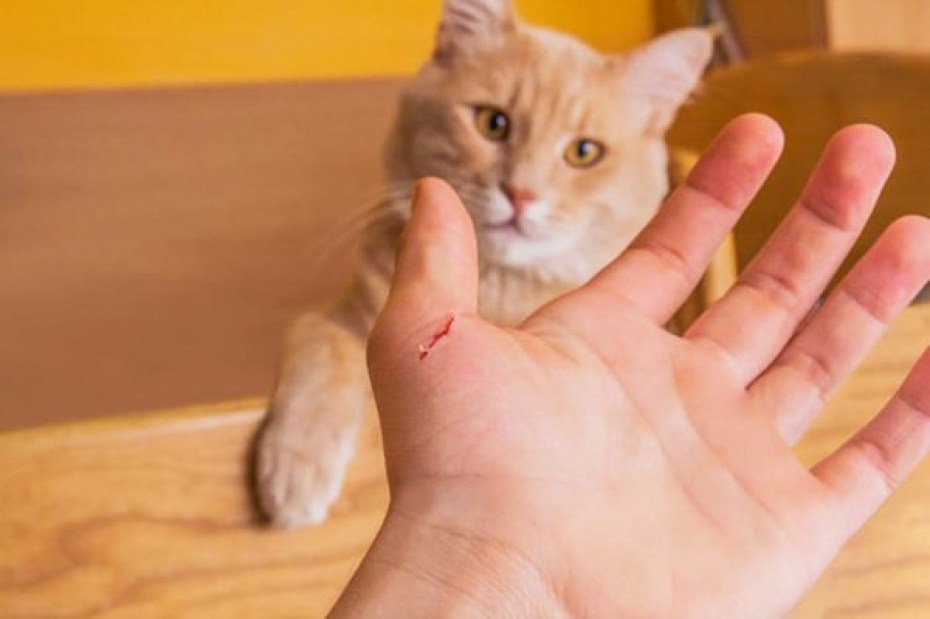 Кот царапается