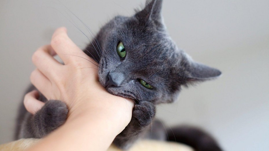 Котик кусает руку