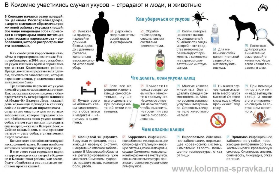 Новообразования у кошек