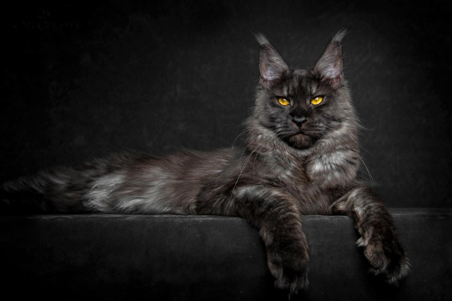 Кошка Мейн кун