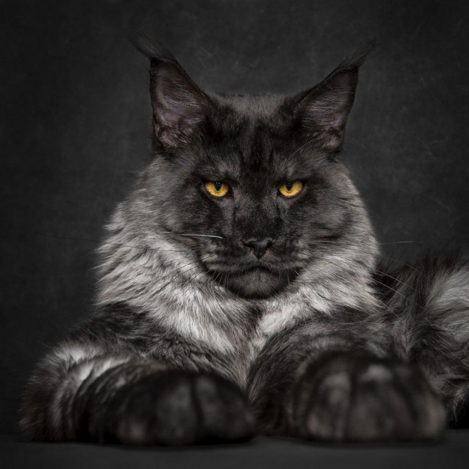 Кот Мейн кун