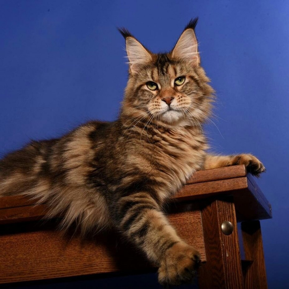 Кошка Мейн кун