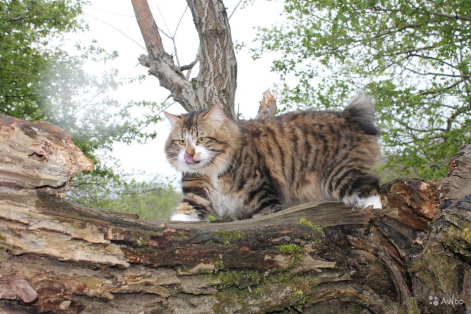 Дикий Курильский кот