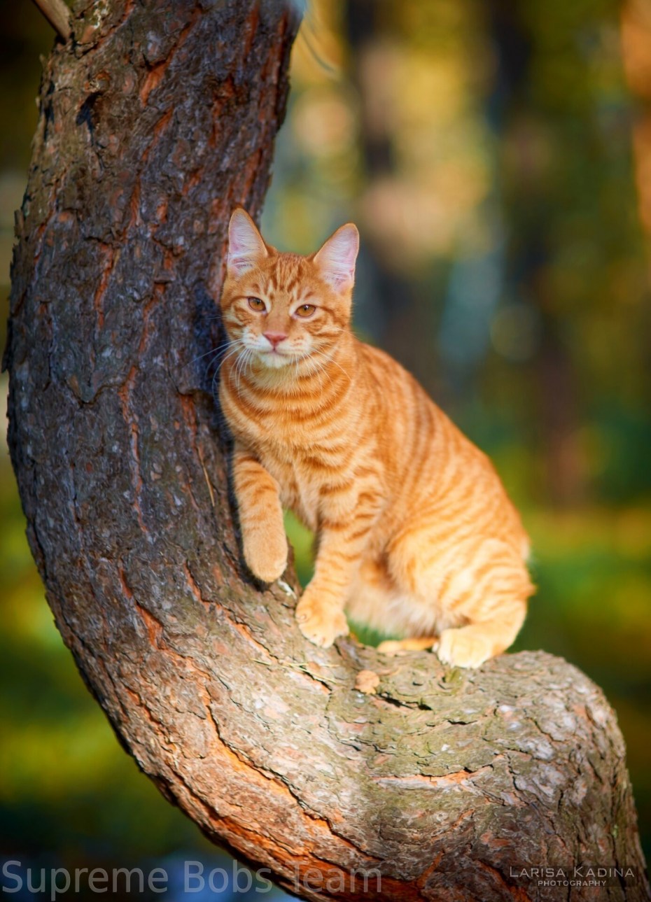 Кошка с Камчатки