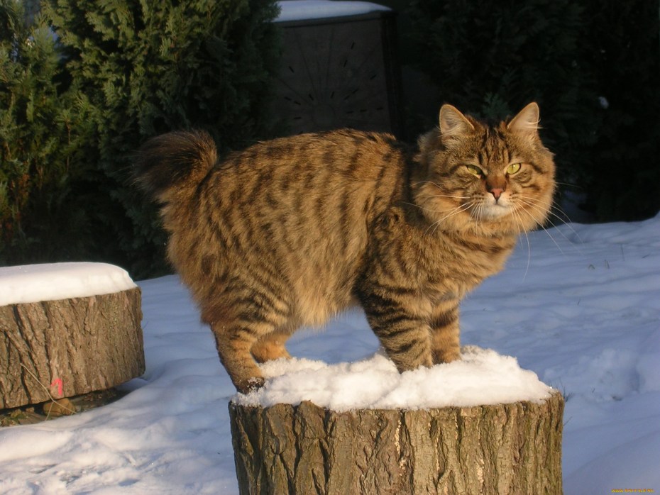 Дикие кошки на Курилах