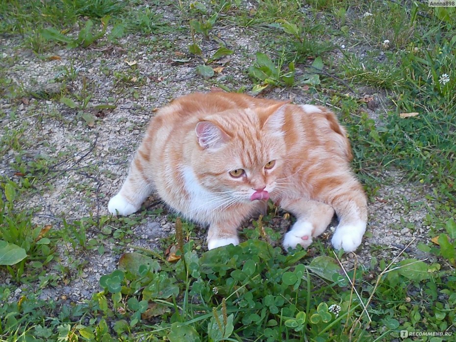 Коты на Курильских островах