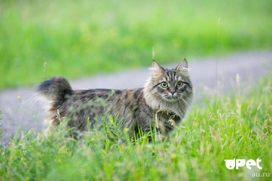 Дикий Курильский кот