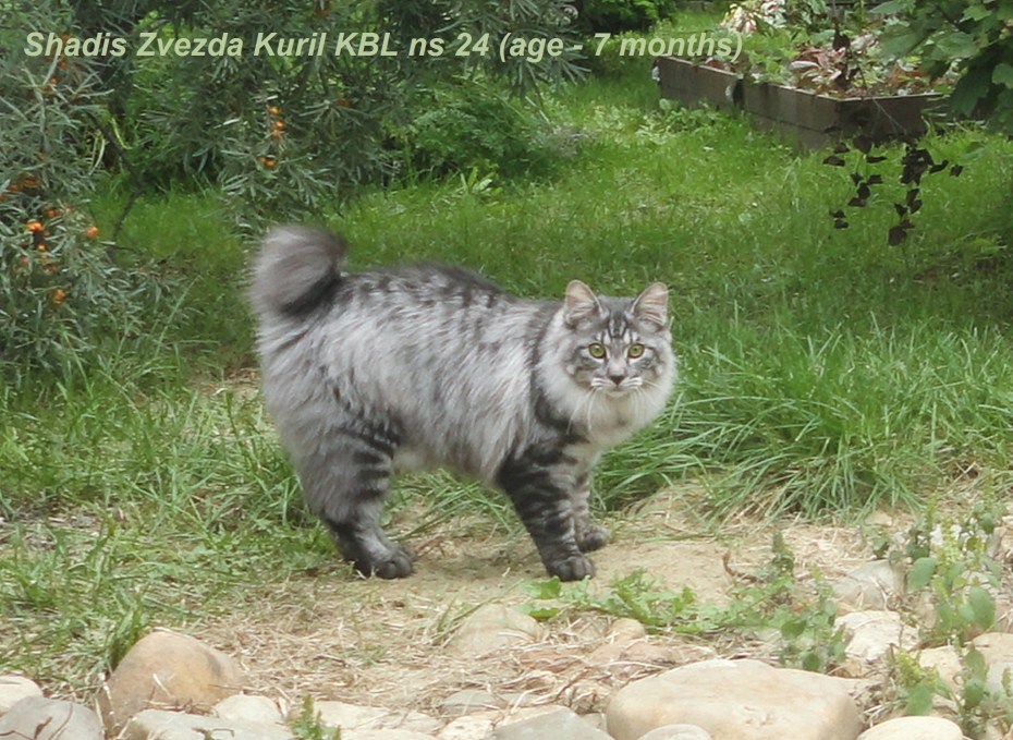 Кот рыжий американский бобтейл зимой снег котенок