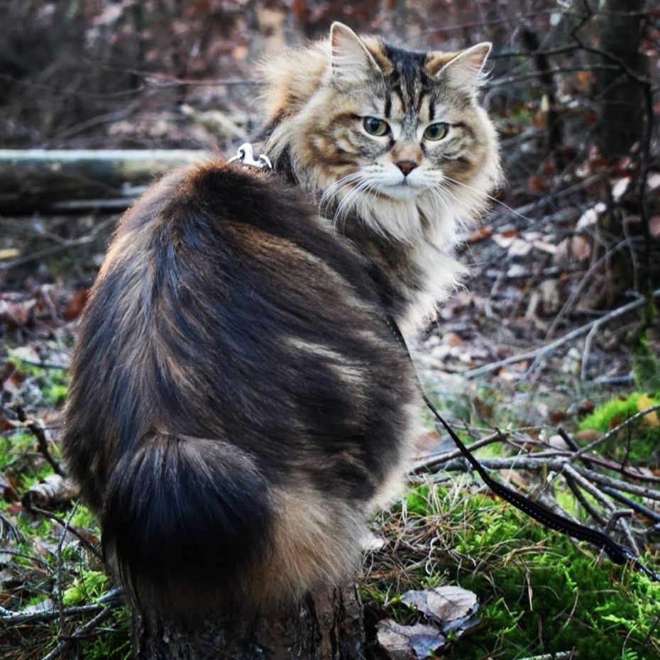 Курильская Лесная кошка