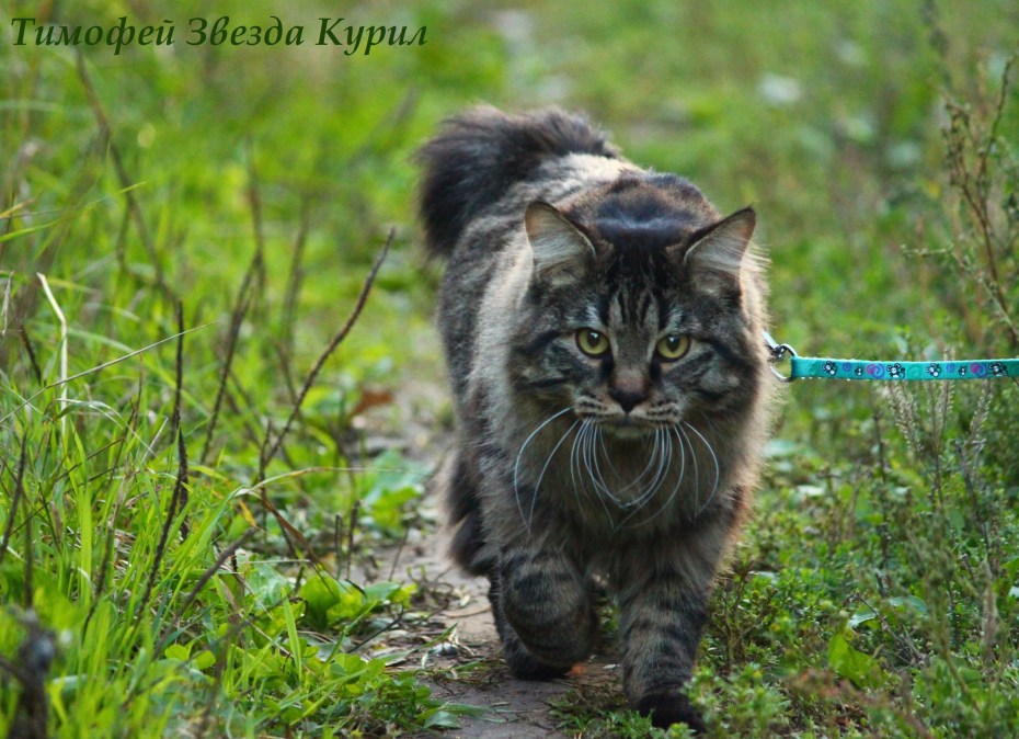 Дикий Курильский кот
