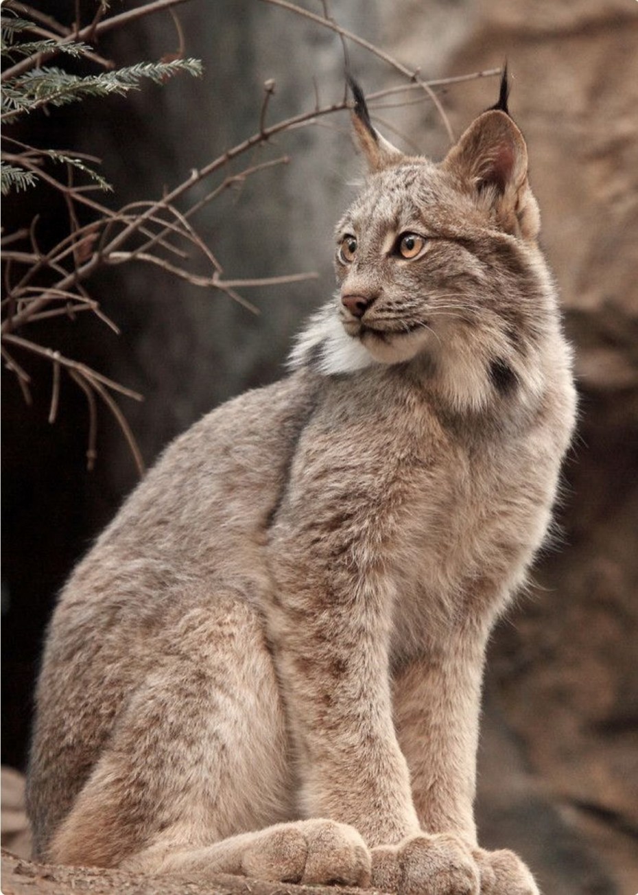 Lynx Pantera