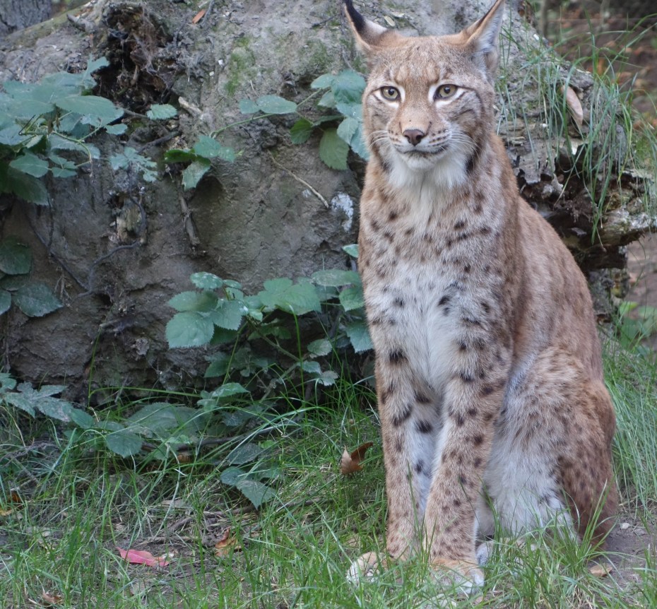 Bobcat Lynx
