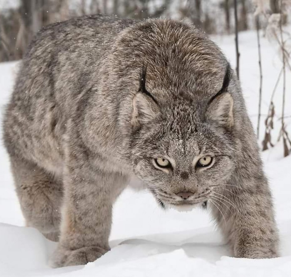 Канадская Рысь (лат. Lynx canadensis)