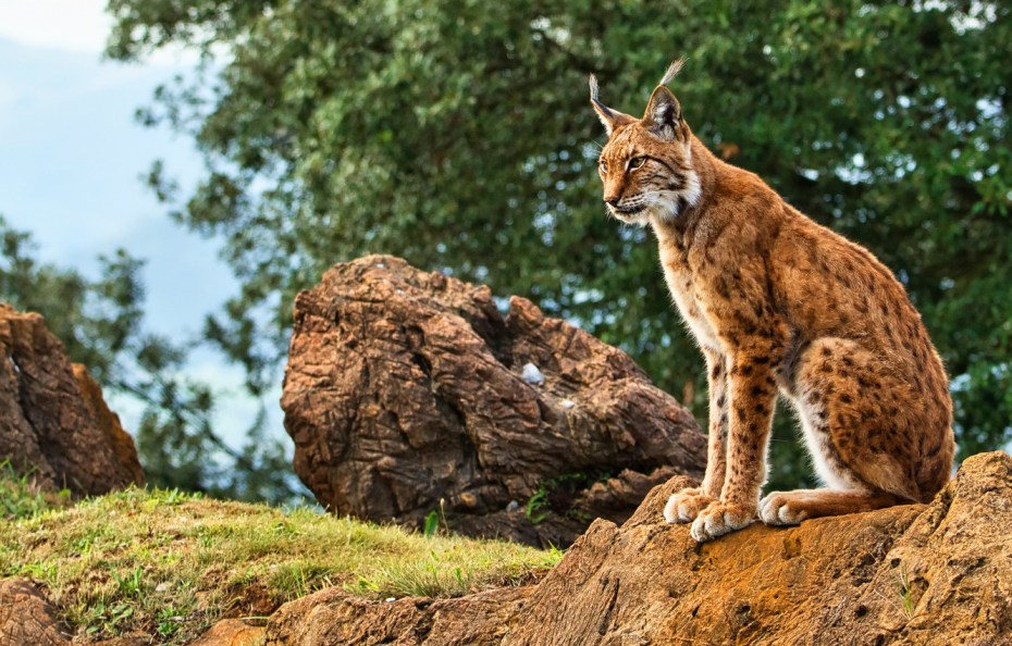 Lynx pardinus