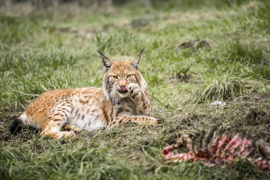 Carnivore animals Рысь