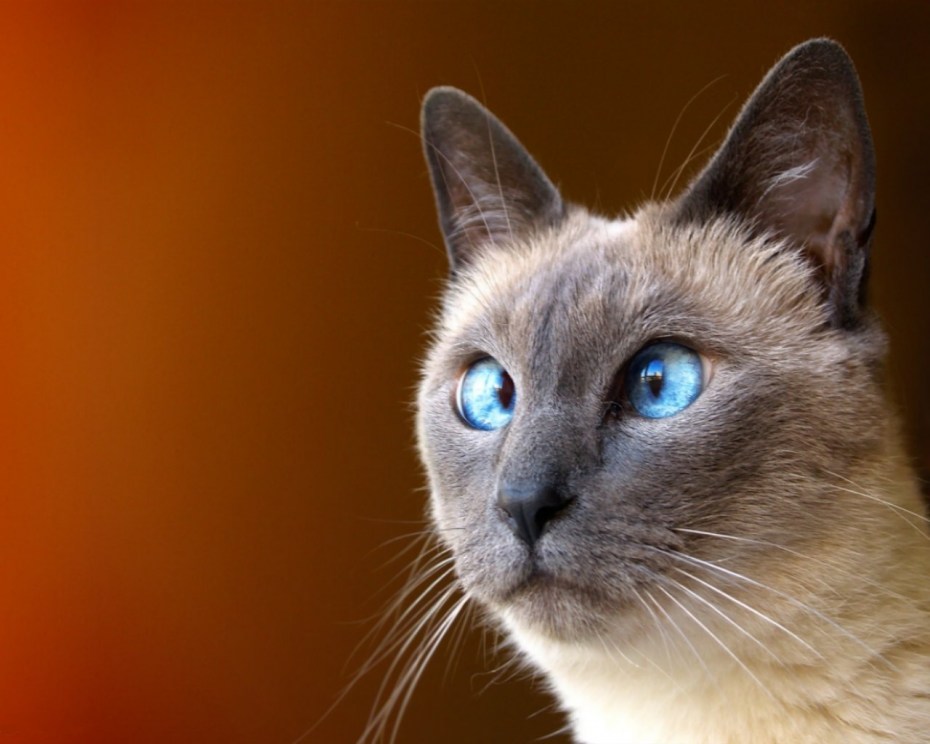 Тайская кошка косоглазие
