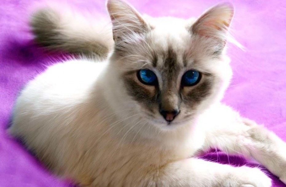 Тайская кошка косоглазие