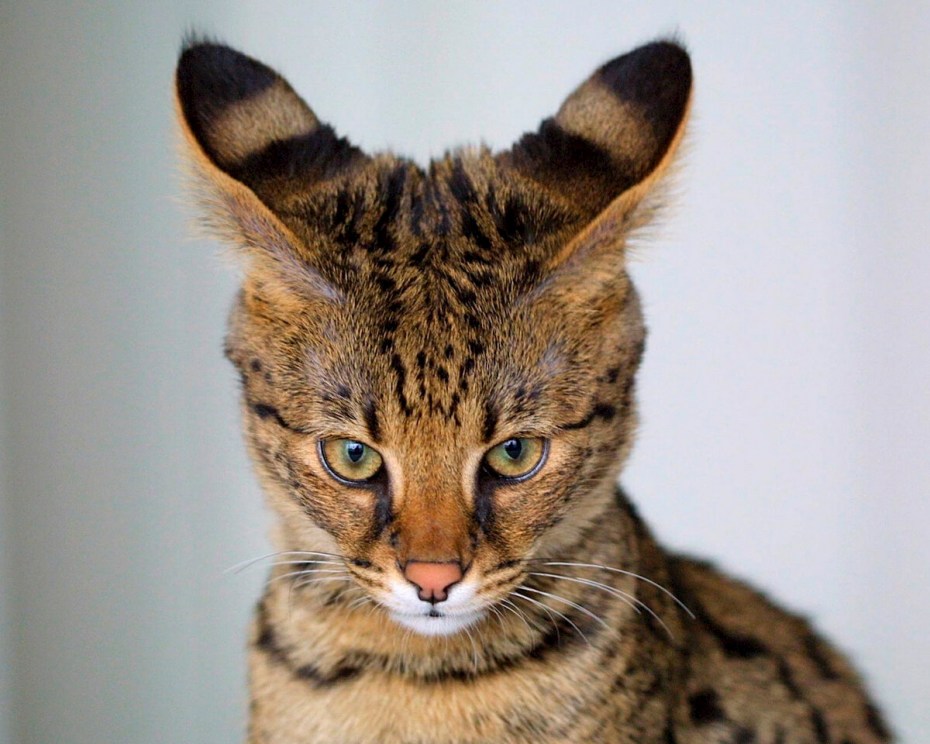 Сиамский кот косоглазый