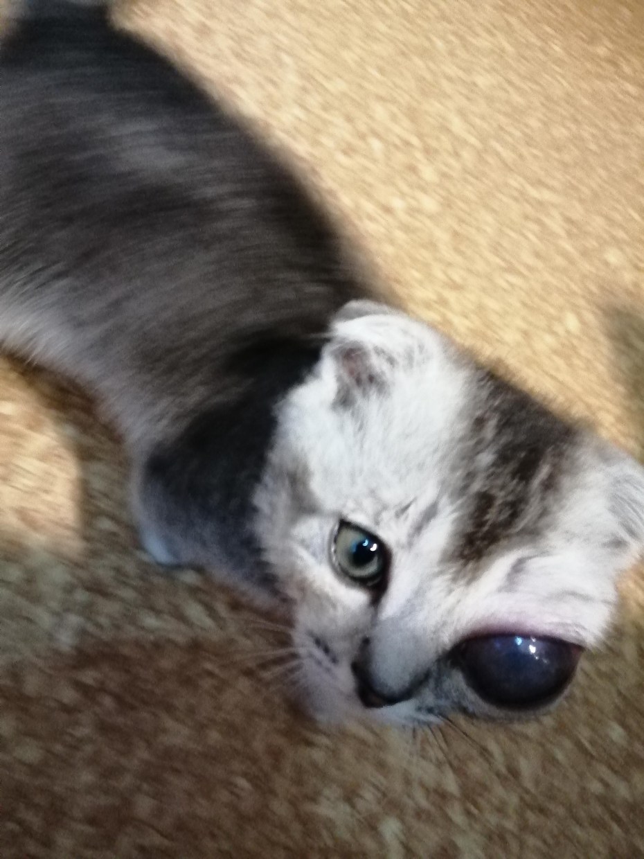 У котенка раздулся глаз