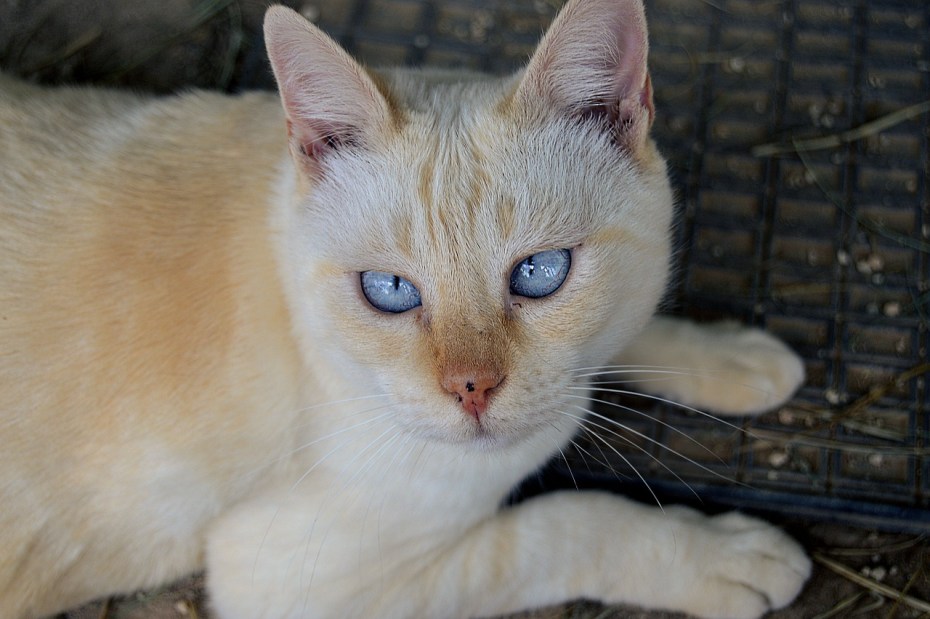 Ориентальная кошка котята