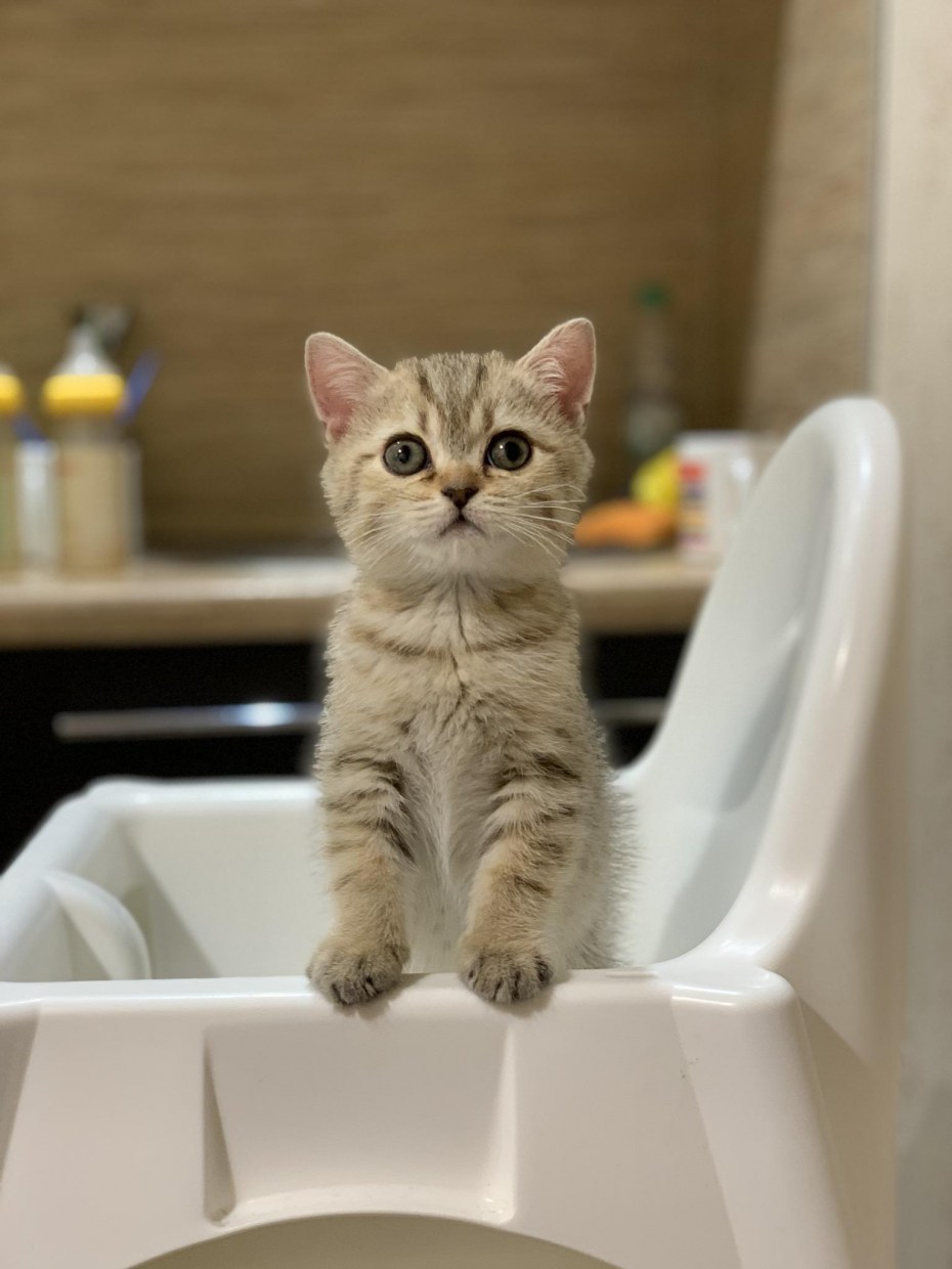 Котенок раскосый
