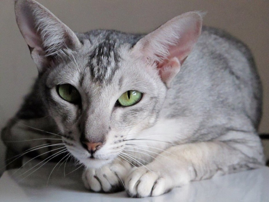 Кот с раскосыми глазами